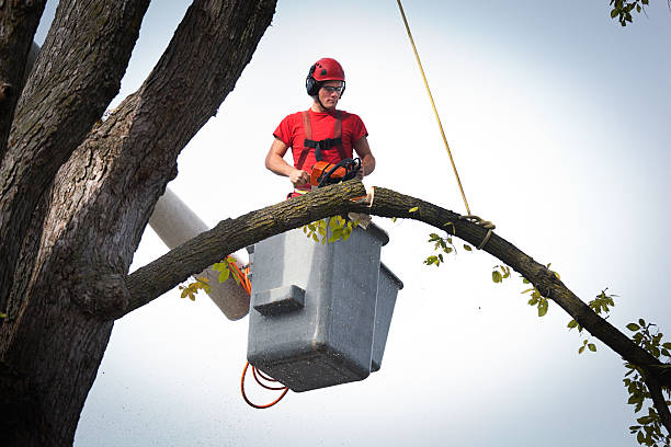 Reliable Bartlesville, OK Tree Service Solutions